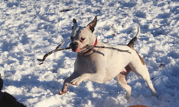 American Bulldog Name