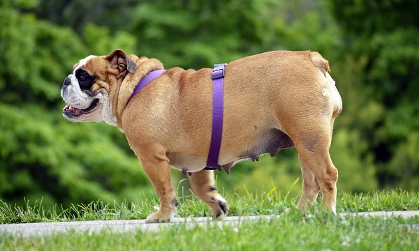 American Bulldog Names Female