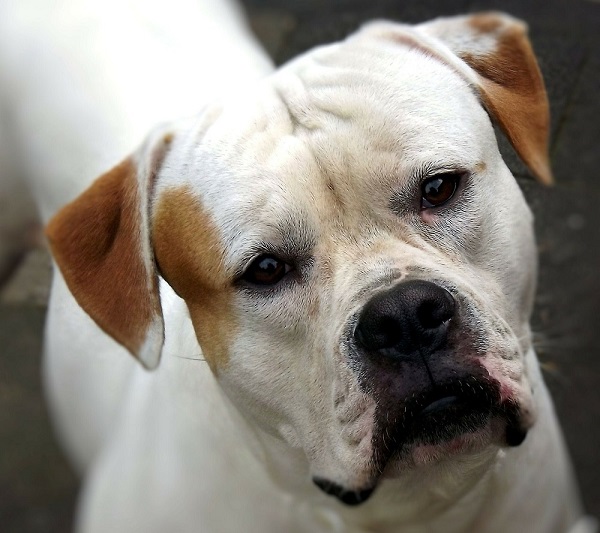 American Bulldog Names Male