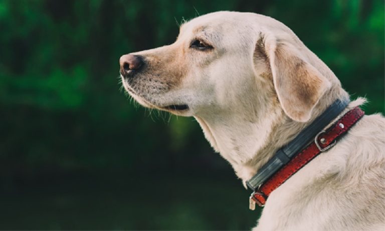 Best Dog Collars 2024 – Keep Your Dog Safe