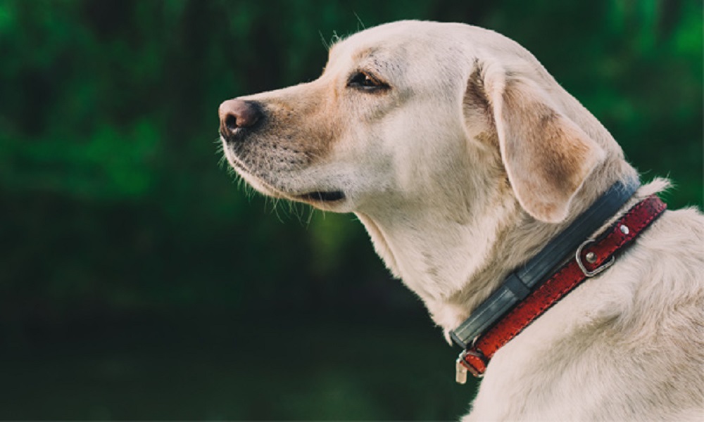 Best Dog Collars