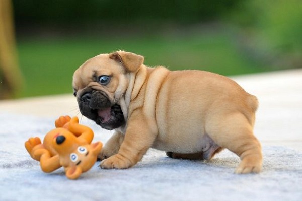 Bulldog Puppy Names