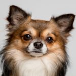 famous cartoon chihuahua