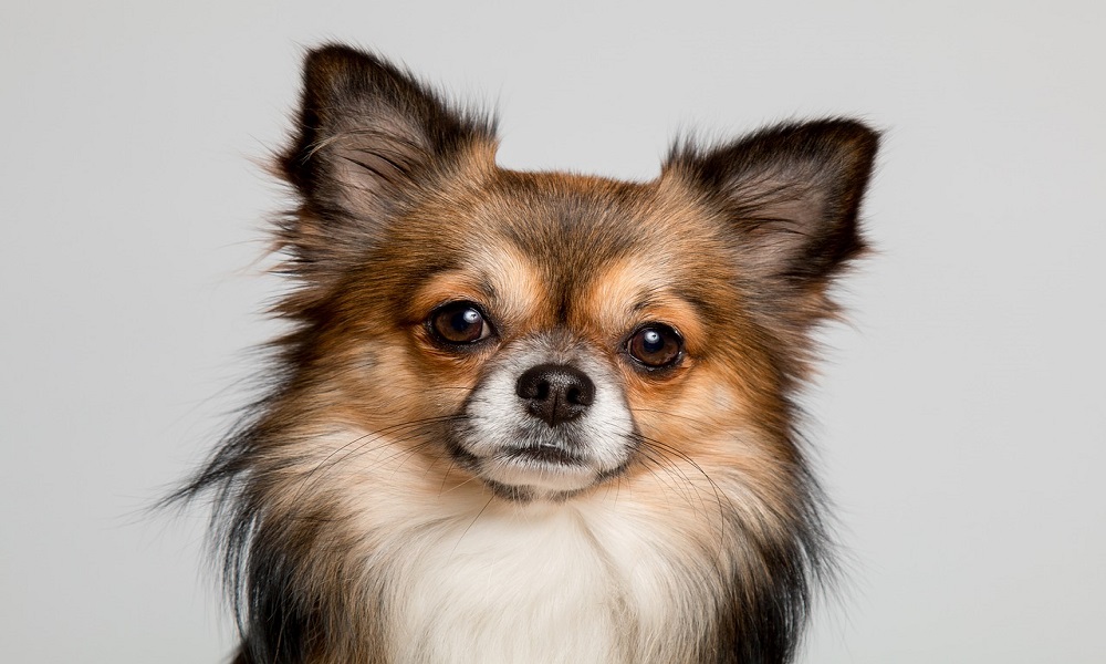 1500 Chihuahua Names To Consider For Your Little Guy