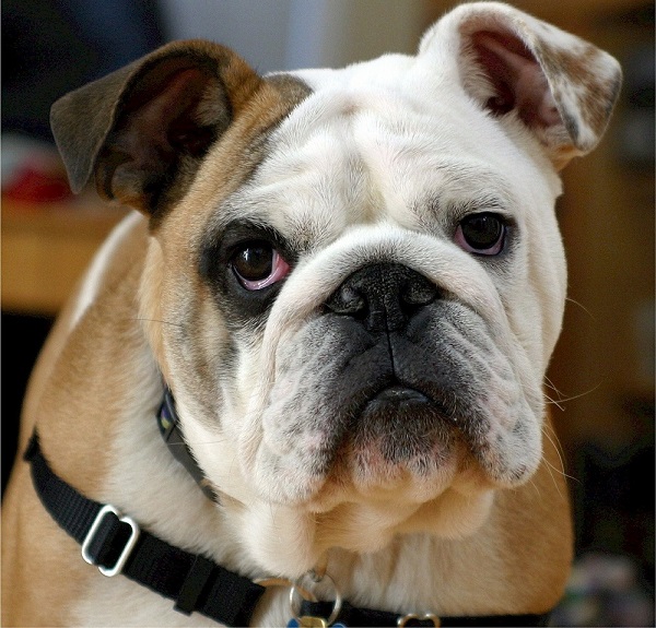 Classic English Bulldog Names