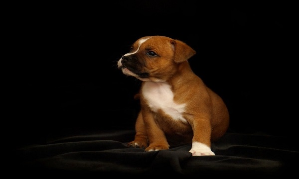 Cute Female Bulldog Names