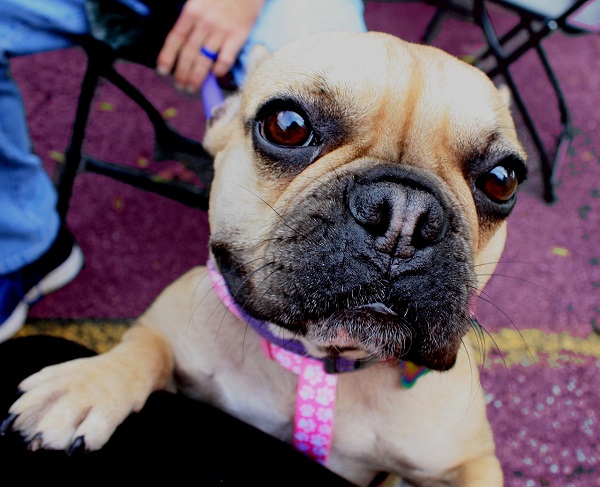 Cute Male Bulldog Names