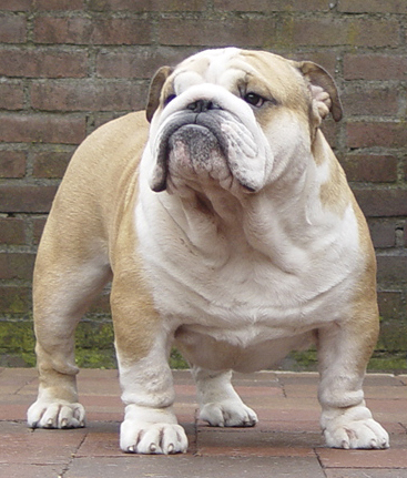 1500 Bulldog Names To Make An Awesome Friendship