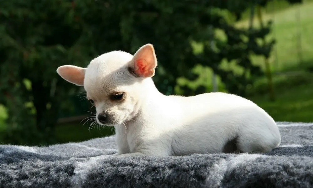 Mexican Chihuahua Names for Males