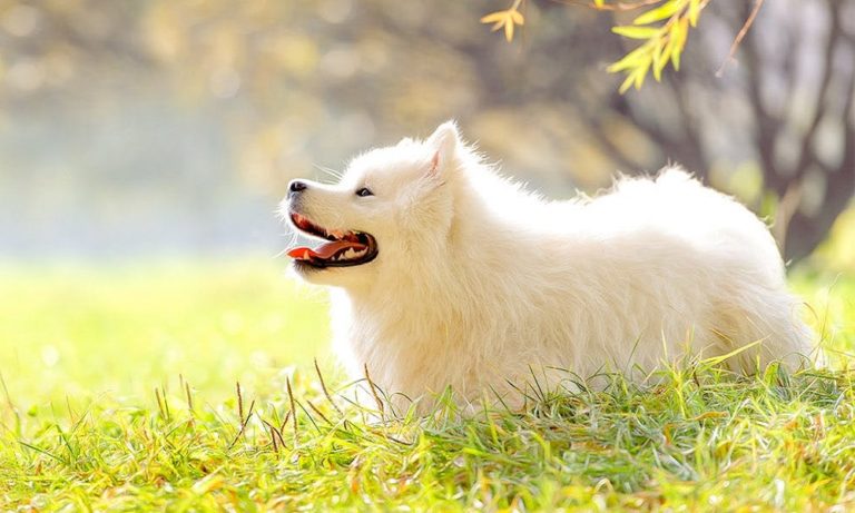 100+ Native American Dog Names with Meanings