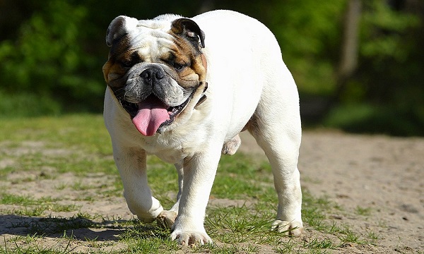 Strong Male Bulldog Names