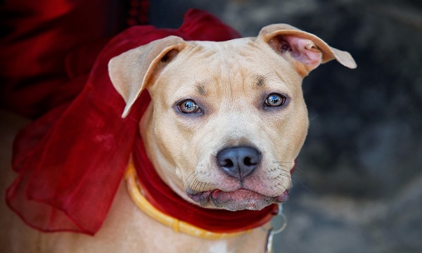 Unique Bulldog Names Female