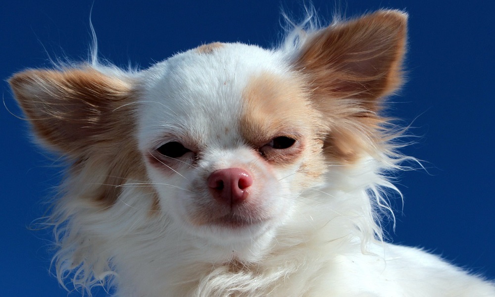Unique Chihuahua Names Female
