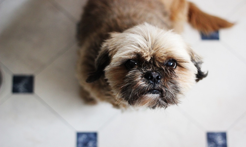 Appearance-Based Dog Names for Shih Tzu