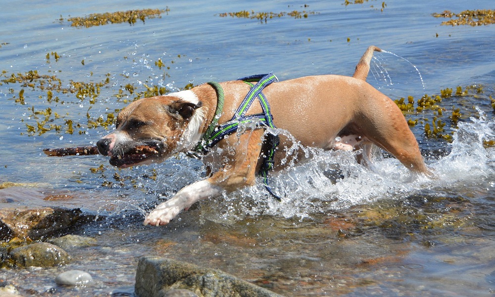 Badass Pitbull Names