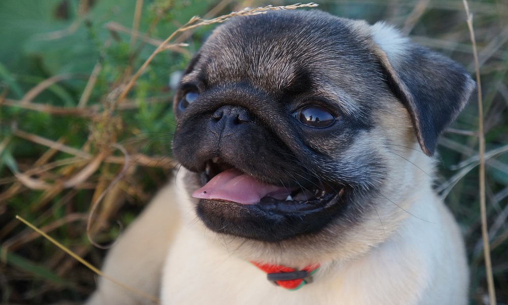 pug names indian