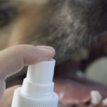 Best Dog Dental Spray