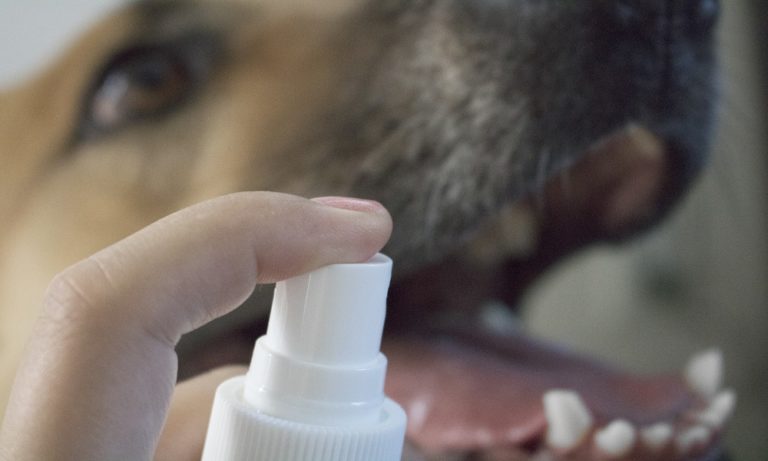 Best Dog Dental Spray 2024 – An Expert Guide