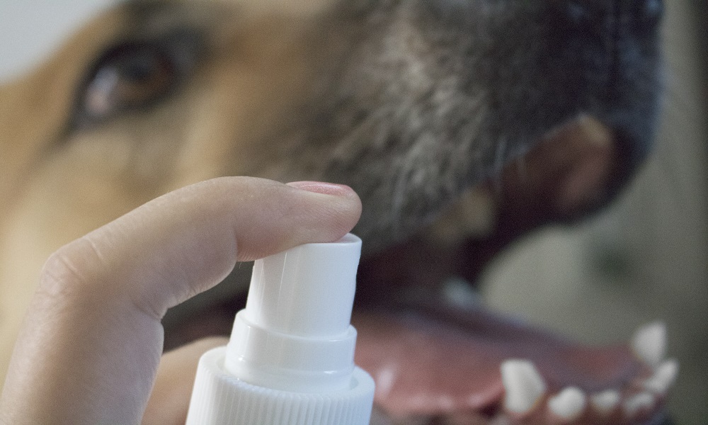 assignment dog teeth spray