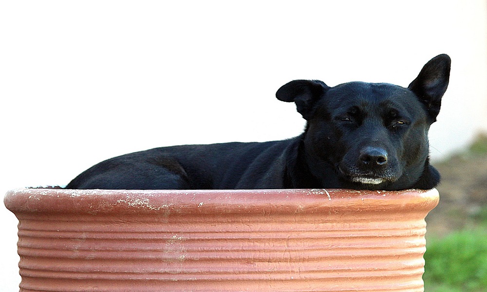 Black Pitbull Names