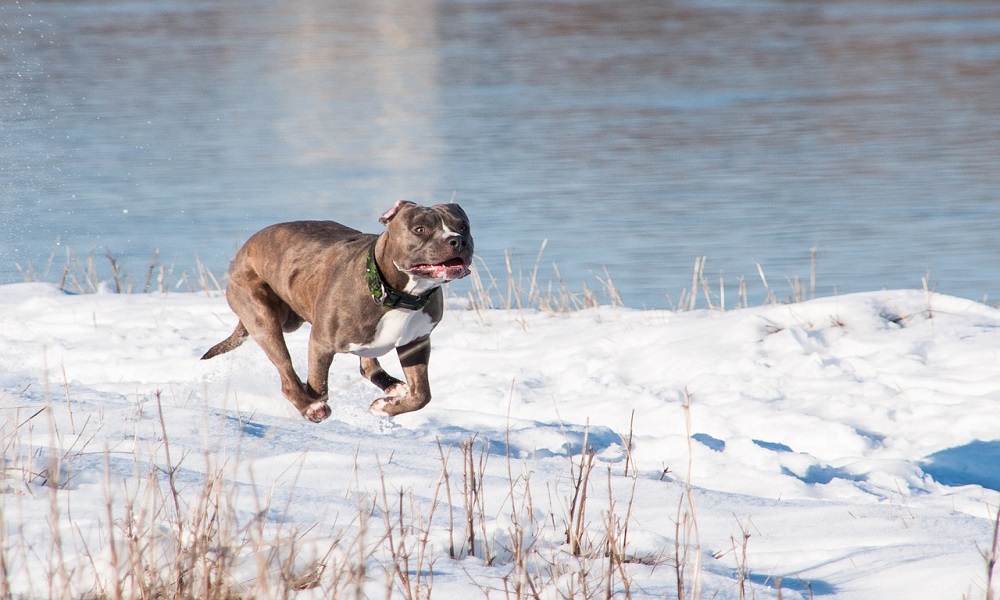 Brindle Pitbull Names