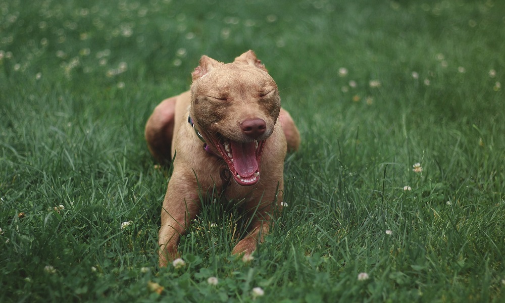 Brown Pitbull Names