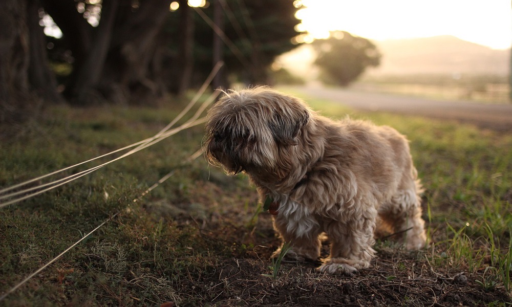 Chinese Shih Tzu Names