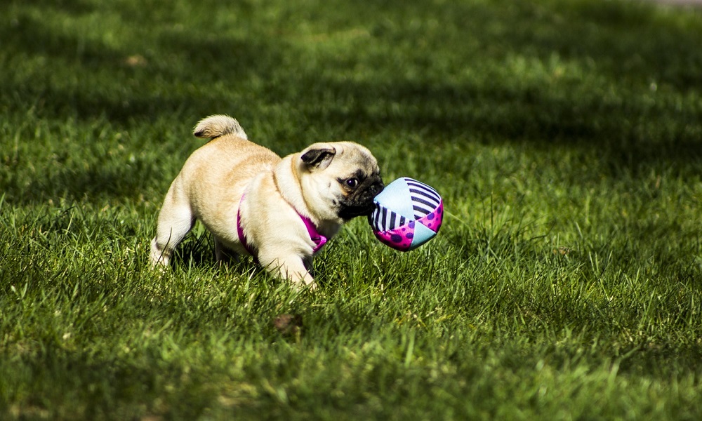 Cute Dog Names for Pugs