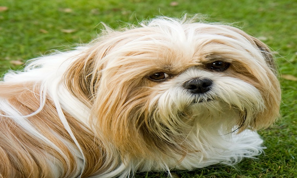 Cute Male Shih Tzu Names