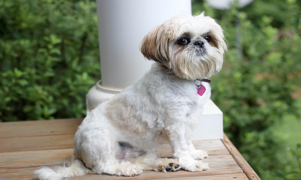 top shih tzu names