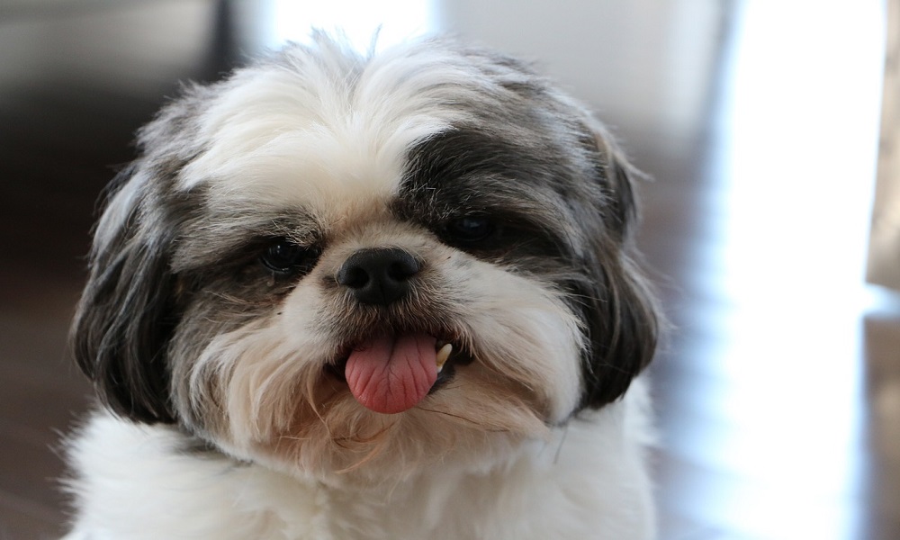 Elegant Male Shih Tzu Names