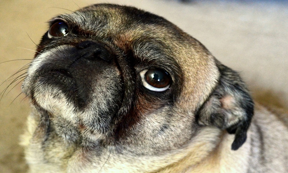 Exotic Dog Names for Pugs