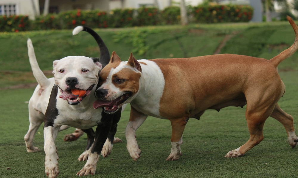 white pitbull female