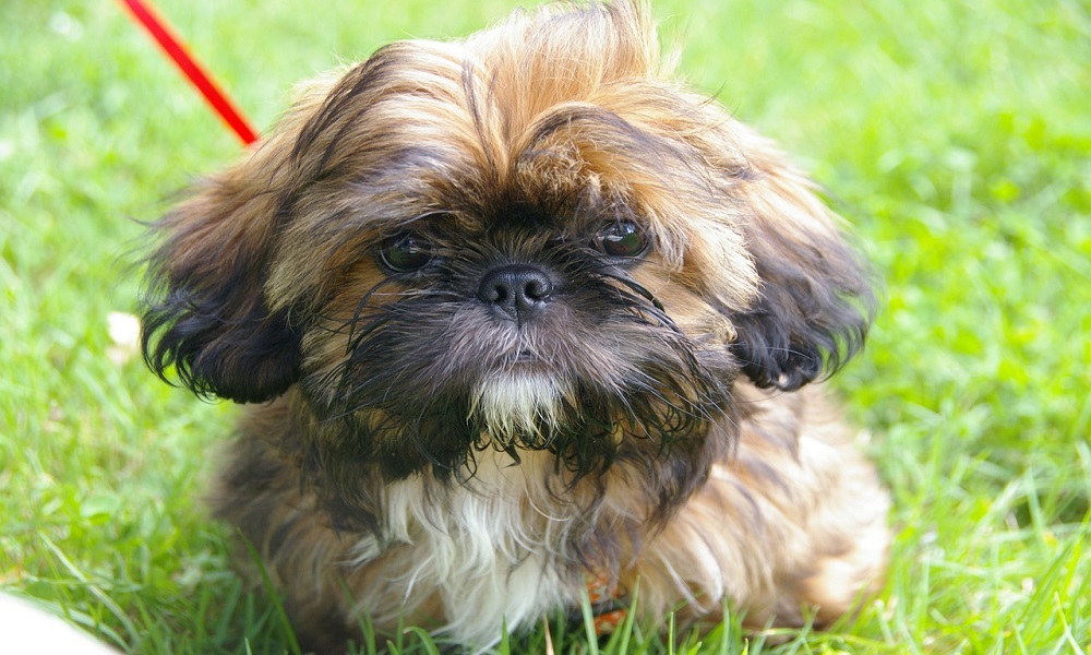 what is a good name for a shih tzu male