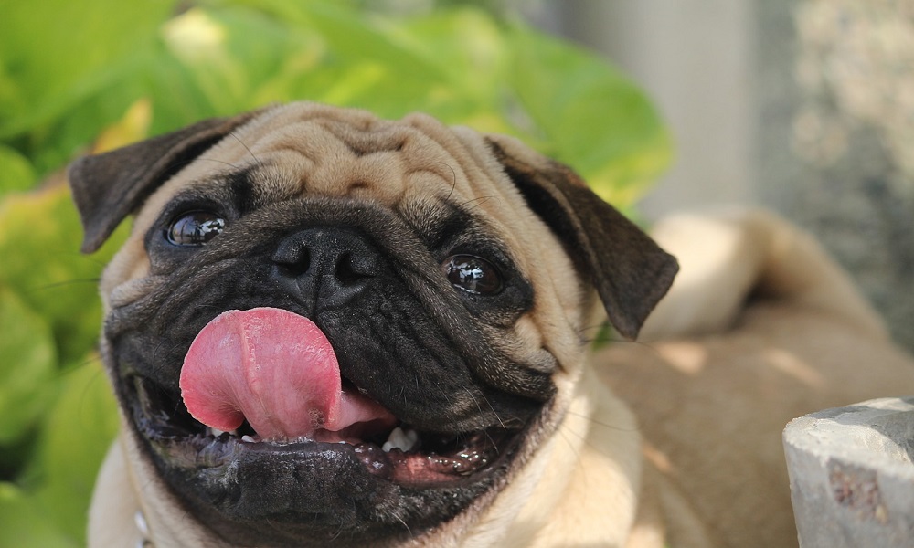 Pug Names for Female