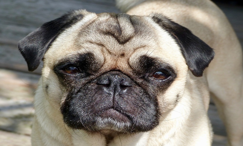 200+ Pug Names: Finding the Right One