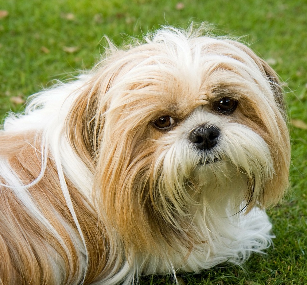 Shih Tzu Dog Names Inspired by Colors