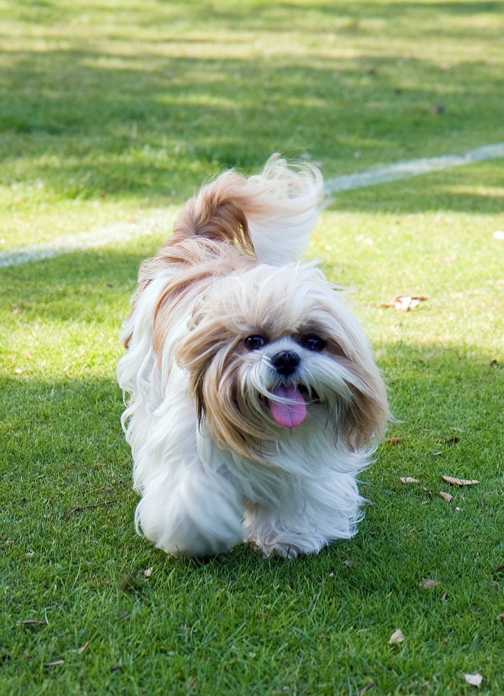Shih Tzu Names for Small Dogs