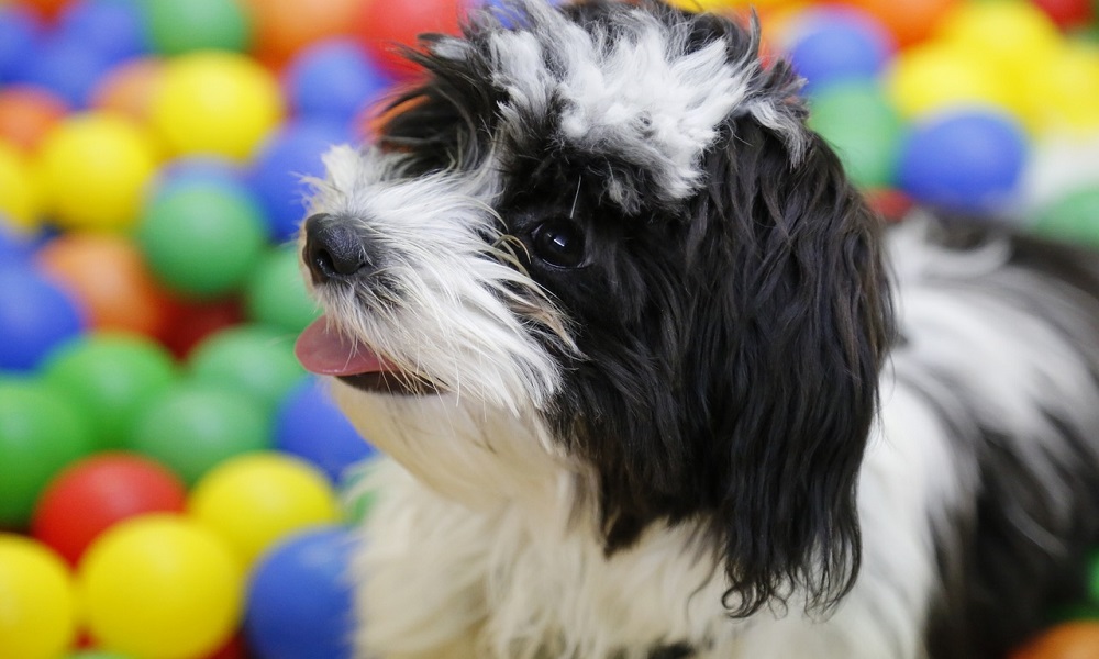 top shih tzu names