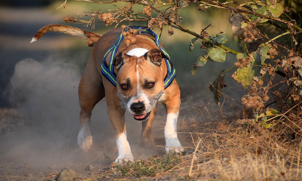 Strong Female Pitbull Names