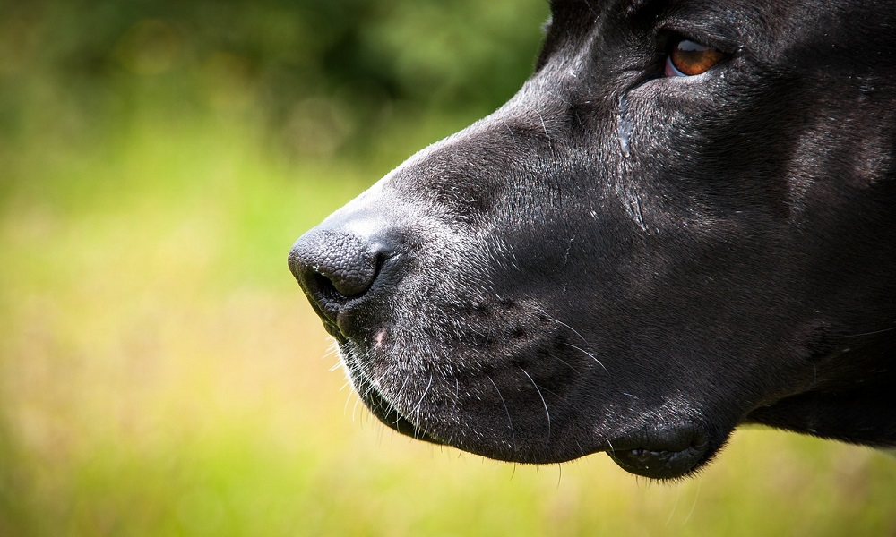 Unique Pitbull Names