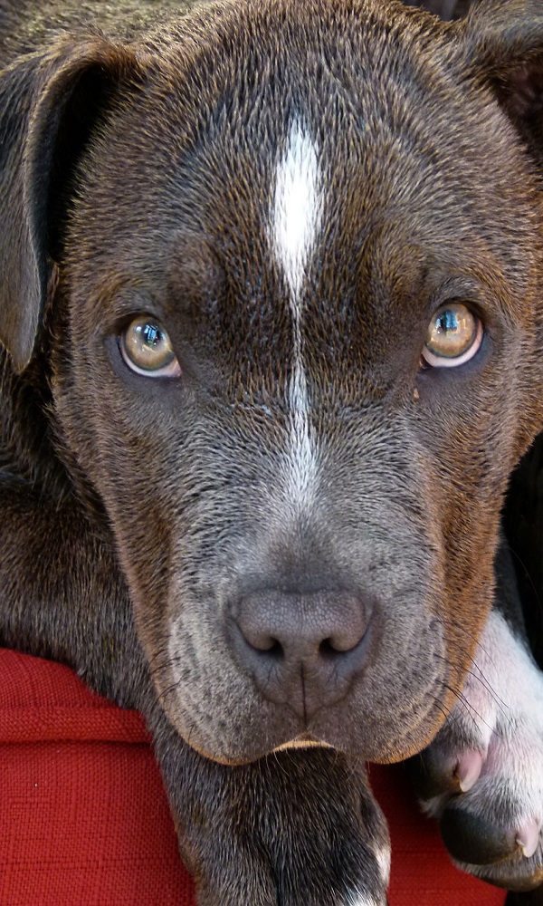 Unisex Pitbull Names