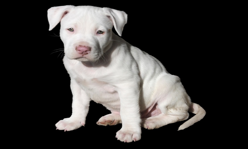 White Pitbull Names