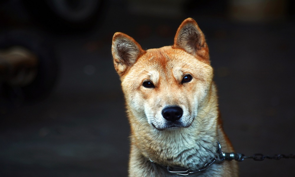  Nombres de perros coreanos