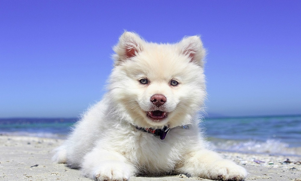 500 Preppy Dog Names Which One Is Your Favorite