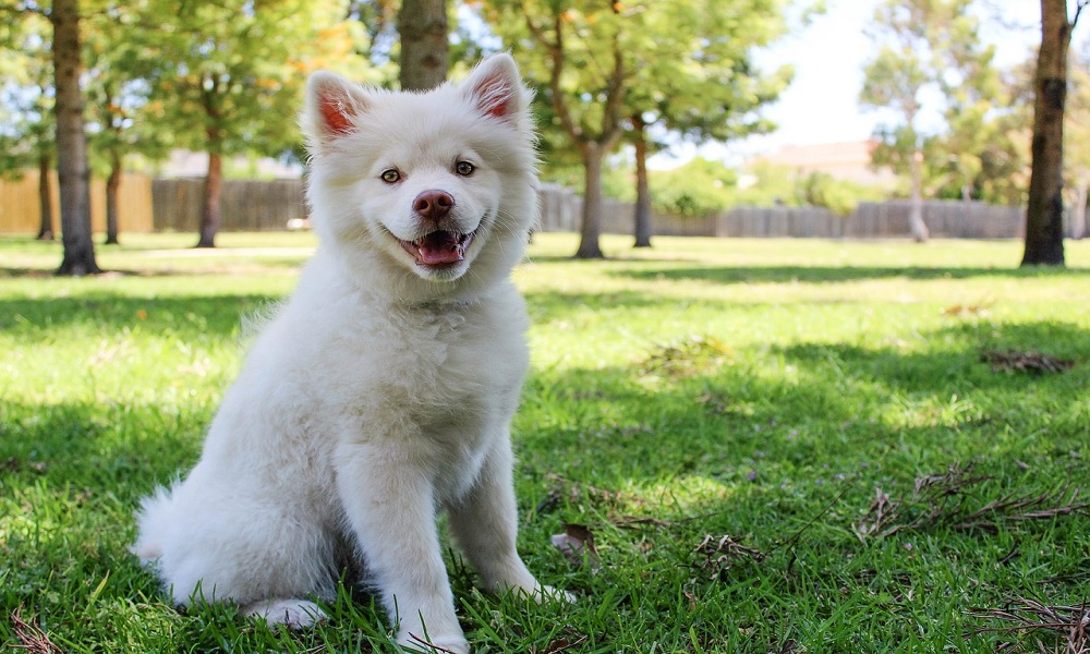 Preppy Male Dog Names