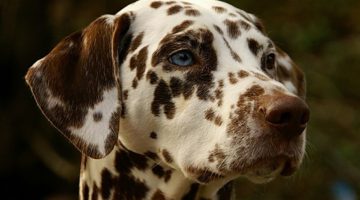 101 Dalmatians Dog Names