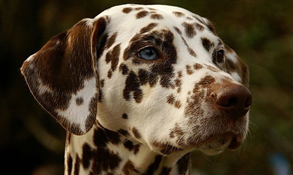 101 Dalmatians Dog Names
