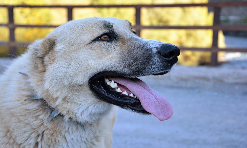 Female Hunting Dog Names