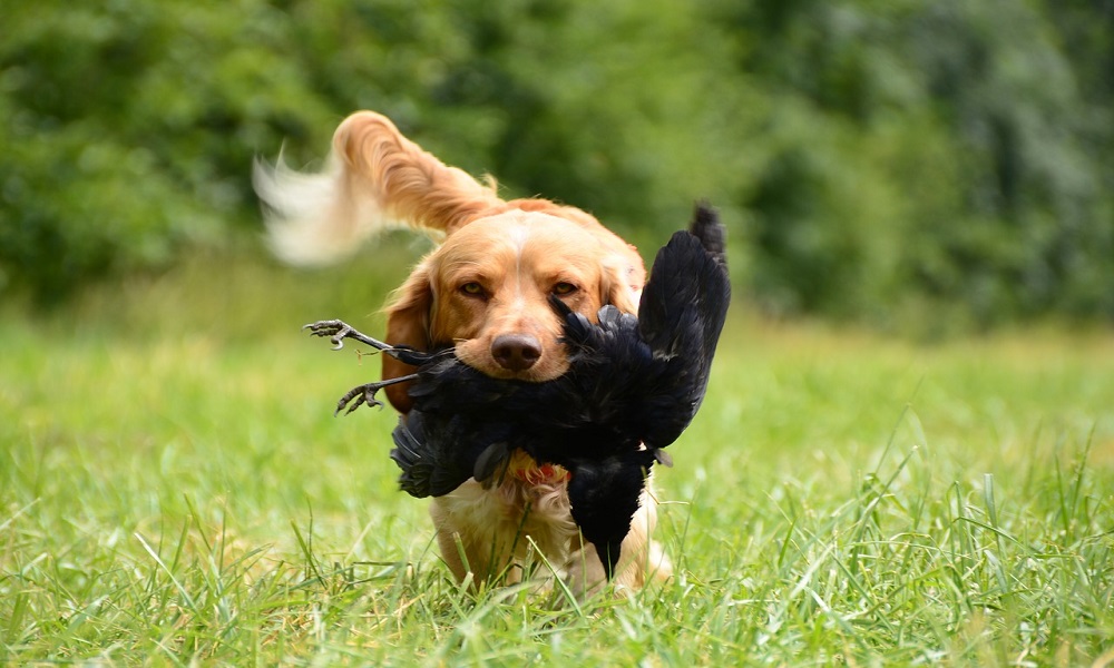 Hunting Dog Names from Duck